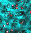 chondrocytes stained with PI