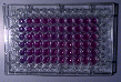 96 well plate - ELISA assay