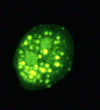 PMN stained with fluorescein